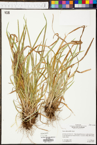 Carex abscondita image