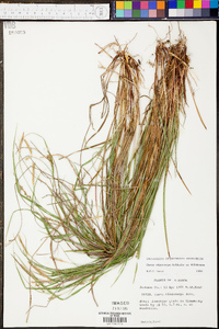 Carex oligocarpa image