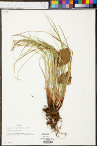 Carex oligocarpa image