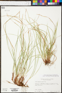 Carex nigromarginata image