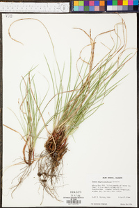 Carex nigromarginata image