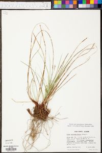 Carex nigromarginata image