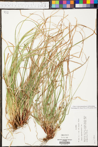 Carex nigromarginata image