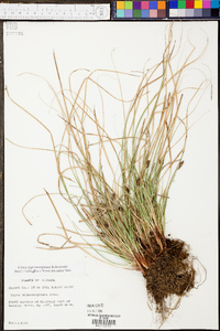 Carex nigromarginata image