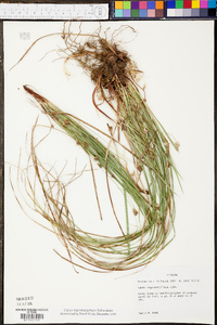 Carex nigromarginata image