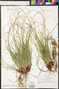 Carex nigromarginata image