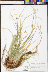 Carex nigromarginata image