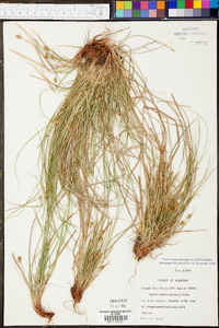 Carex nigromarginata image