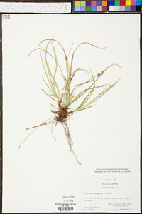 Carex nigromarginata image