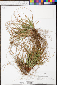 Carex nigromarginata image