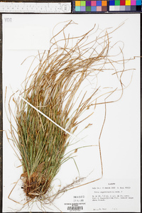 Carex nigromarginata image