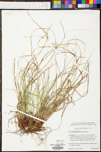 Carex nigromarginata image