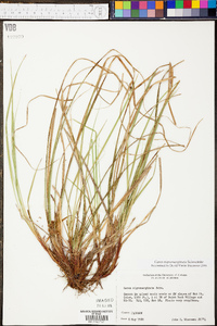 Carex nigromarginata image