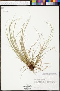 Carex nigromarginata image