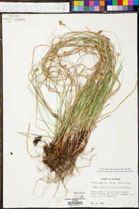 Carex nigromarginata image