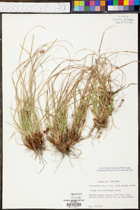 Carex nigromarginata image