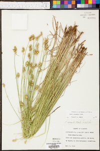 Carex normalis image