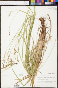 Carex oxylepis image