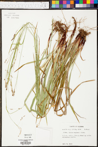 Carex oxylepis image