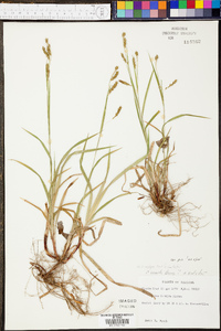 Carex oxylepis image