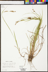 Carex oxylepis image