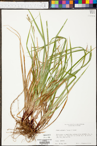 Carex oxylepis image