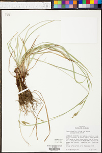 Carex oxylepis image