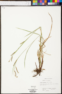 Carex oxylepis image