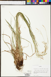 Carex oxylepis image