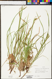 Carex oxylepis image