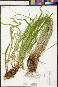 Carex oxylepis image