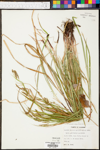 Carex oxylepis image