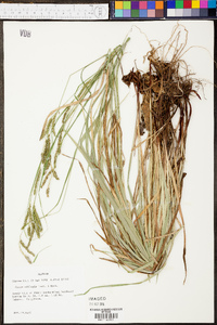 Carex oxylepis image