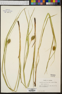 Carex squarrosa image