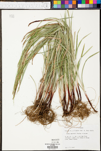 Carex oxylepis image