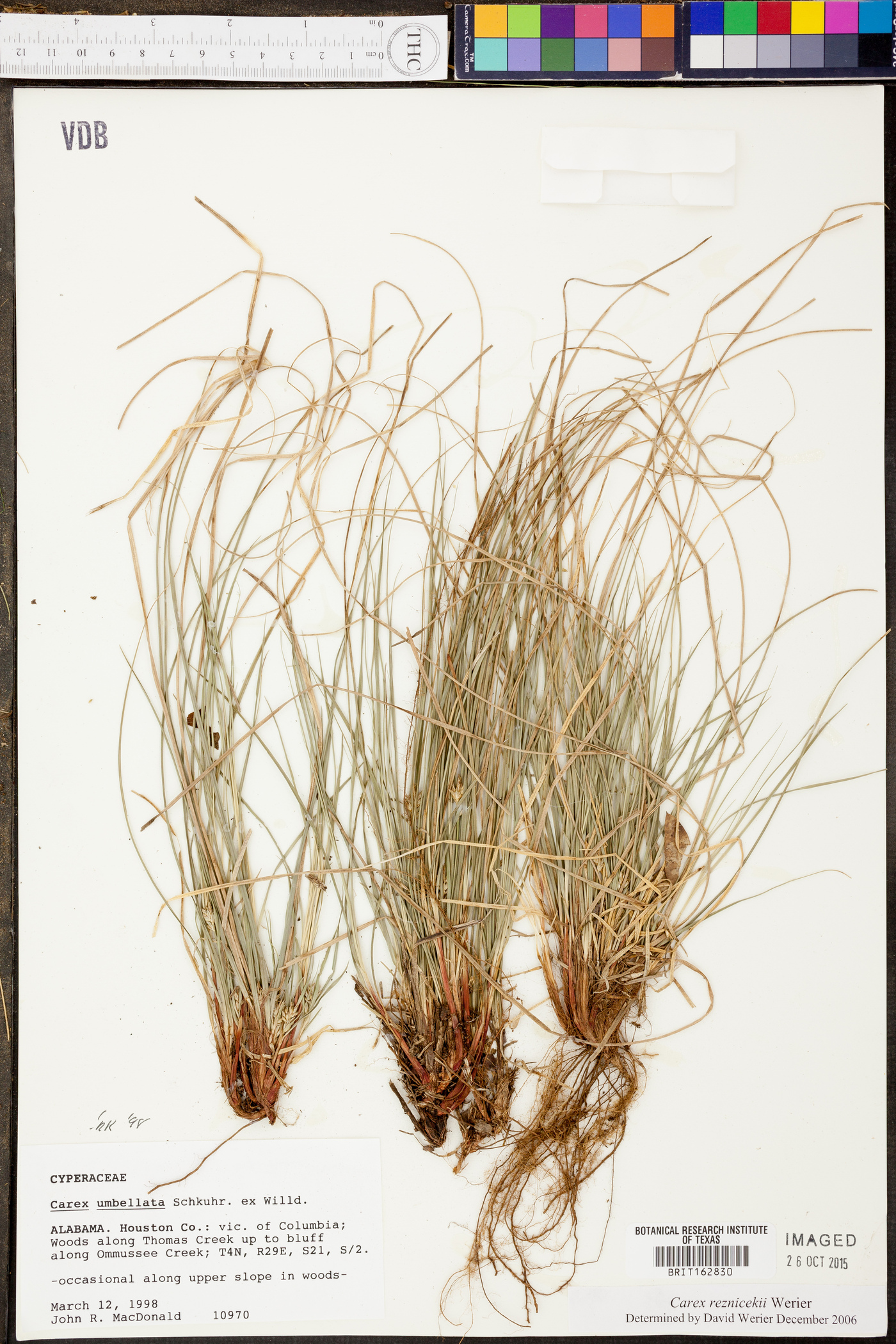 Carex reznicekii image