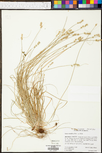 Carex retroflexa image