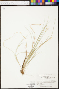 Carex retroflexa image