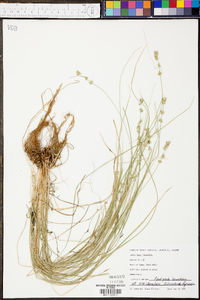 Carex retroflexa image