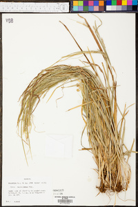 Carex retroflexa image