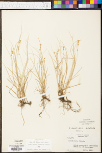 Carex socialis image