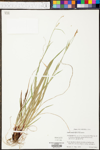 Carex purpurifera image