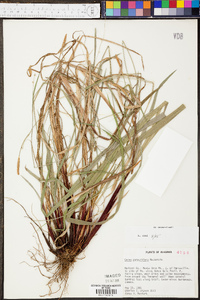 Carex purpurifera image