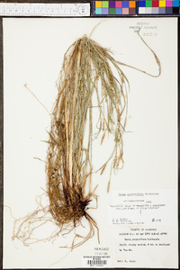 Carex purpurifera image