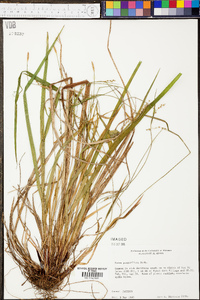 Carex purpurifera image