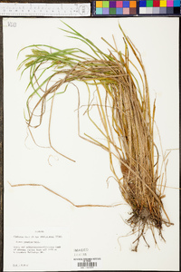 Carex prasina image