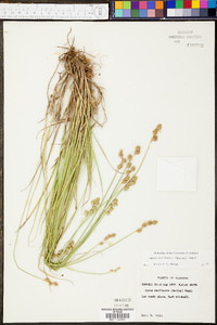 Carex reniformis image