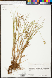 Carex reniformis image