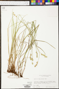 Carex reniformis image