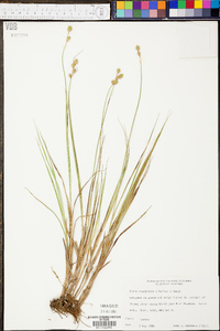 Carex reniformis image